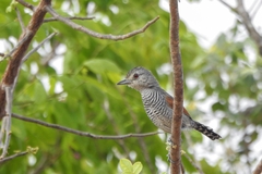 Thamnophilus torquatus