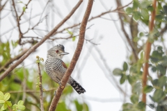 Thamnophilus torquatus