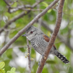 Thamnophilus torquatus