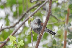 Thamnophilus torquatus