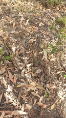 Eucalyptus baxteri