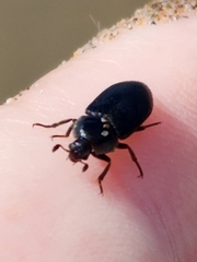 Dermestes