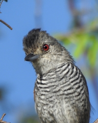 Thamnophilus torquatus