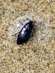 Dermestes