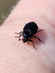 Dermestes