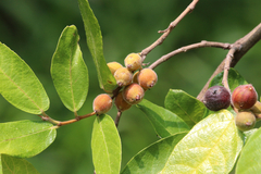 Ficus coronata