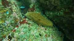 Apostichopus parvimensis