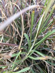 Coronidium gunnianum