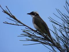 Pycnonotus sinensis formosae