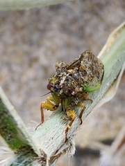 Cicadettina