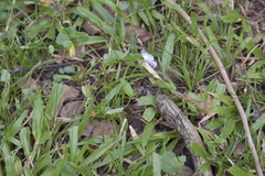 Leptosia nina