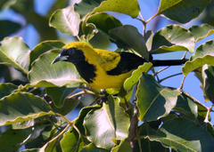 Icterus prosthemelas