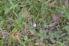 Leptosia nina