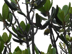 Zosterops simplex simplex