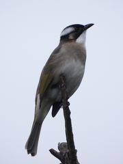 Pycnonotus sinensis formosae