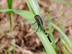 Orthetrum serapia