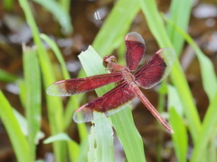 Neurothemis stigmatizans