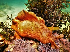 Aplysia extraordinaria