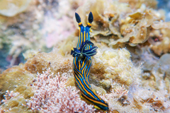 Tambja victoriae