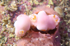 Verconia simplex