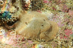 Dendrodoris