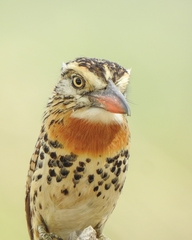 Nystalus maculatus