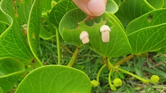 Aspidimorpha puncticosta