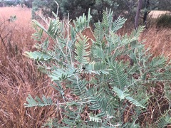 Acacia leucoclada argentifolia