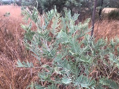 Acacia leucoclada argentifolia