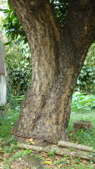 Calophyllum inophyllum