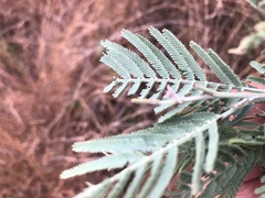 Acacia leucoclada argentifolia