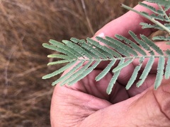 Acacia leucoclada argentifolia