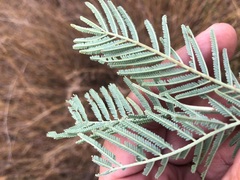 Acacia leucoclada argentifolia