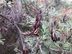 Acacia leucoclada argentifolia