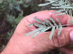 Acacia leucoclada argentifolia