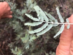 Acacia leucoclada argentifolia
