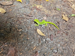 Naultinus punctatus