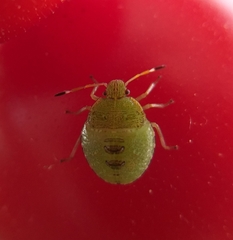 Rhynchocorini