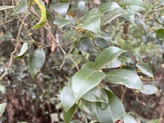 Lindera akoensis