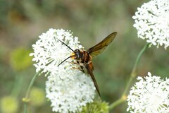 Zaspilothynnus seductor