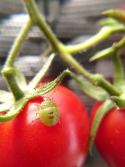 Rhynchocorini