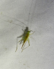 Trigonidiinae