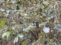 Lindera akoensis