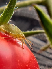 Rhynchocorini