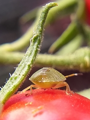 Rhynchocorini