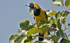 Icterus prosthemelas