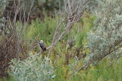 Epthianura albifrons