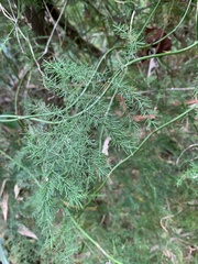 Asparagus setaceus