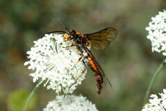 Zaspilothynnus seductor