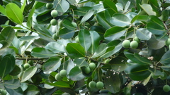 Calophyllum inophyllum